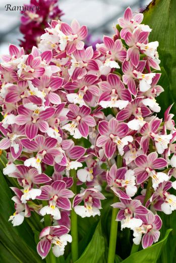 エビネ 蘭裕園 Ranyuen