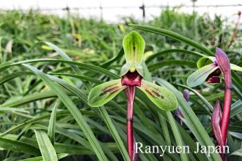 Cymbidium goeringii Ranyuen