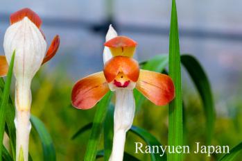 春蘭 蘭裕園 Ranyuen