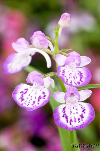 Ponerorchis Ranyuen