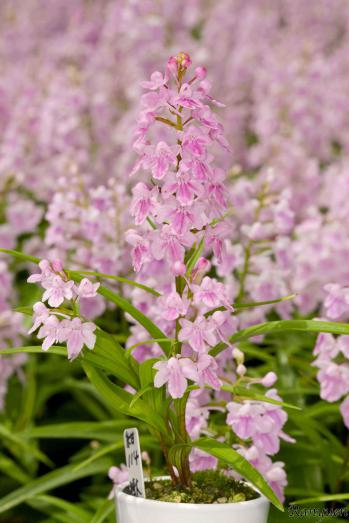 アワチドリ・夢ちどり 蘭裕園 Ranyuen