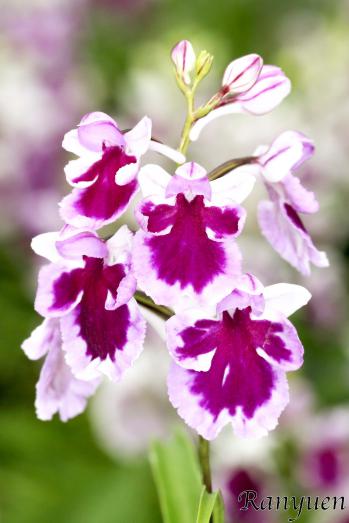 アワチドリ・夢ちどり 蘭裕園 Ranyuen