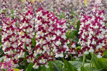 エビネ 蘭裕園 Ranyuen