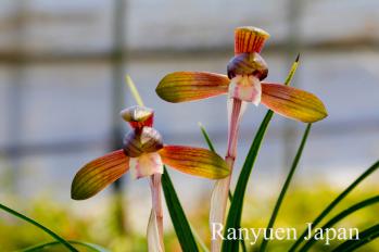 春蘭 蘭裕園 Ranyuen