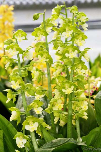 エビネ 蘭裕園 Ranyuen