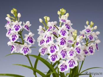 アワチドリ・夢ちどり 蘭裕園 Ranyuen