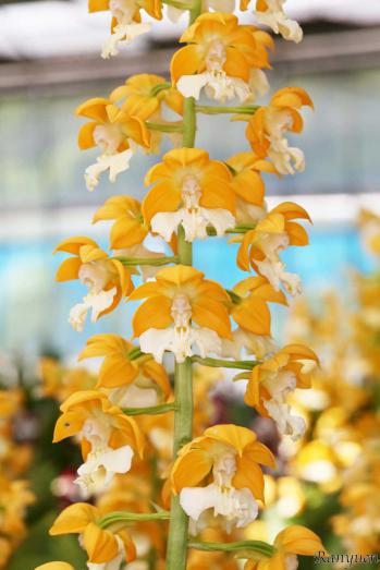 エビネ 蘭裕園 Ranyuen