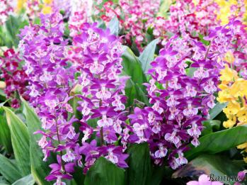 エビネ 蘭裕園 Ranyuen