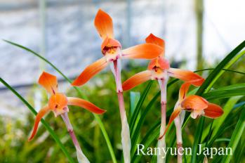 春蘭 蘭裕園 Ranyuen