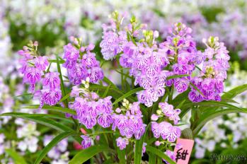 アワチドリ・夢ちどり 蘭裕園 Ranyuen