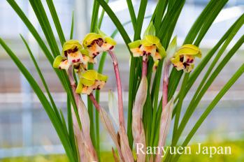 春蘭 蘭裕園 Ranyuen