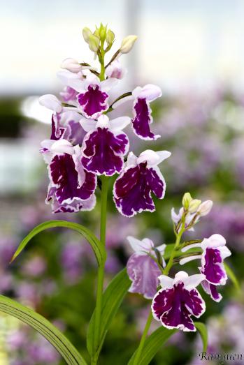 アワチドリ・夢ちどり 蘭裕園 Ranyuen