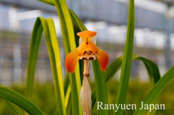 春蘭 蘭裕園 Ranyuen