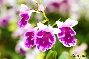 アワチドリ・夢ちどり 蘭裕園 Ranyuen