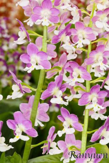 エビネ 蘭裕園 Ranyuen