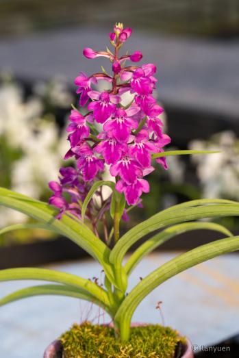 アワチドリ・夢ちどり 蘭裕園 Ranyuen