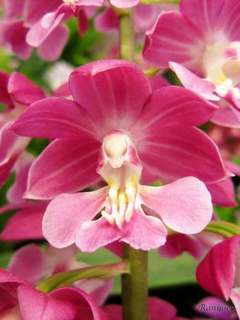 エビネ 蘭裕園 Ranyuen