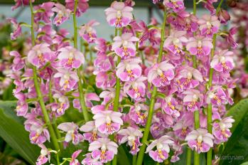 エビネ 蘭裕園 Ranyuen