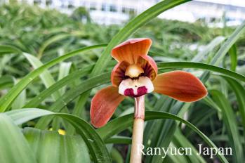 春蘭 蘭裕園 Ranyuen