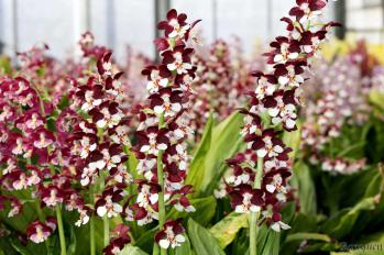 エビネ 蘭裕園 Ranyuen