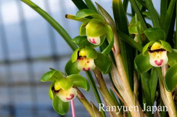 春蘭 蘭裕園 Ranyuen