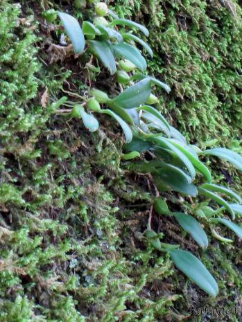 ムギラン 蘭裕園 Ranyuen