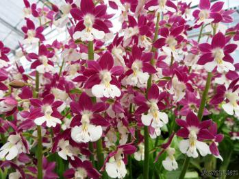 エビネ 蘭裕園 Ranyuen