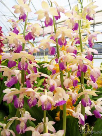 エビネ 蘭裕園 Ranyuen