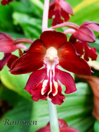 エビネ 蘭裕園 Ranyuen