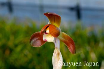 春蘭 蘭裕園 Ranyuen