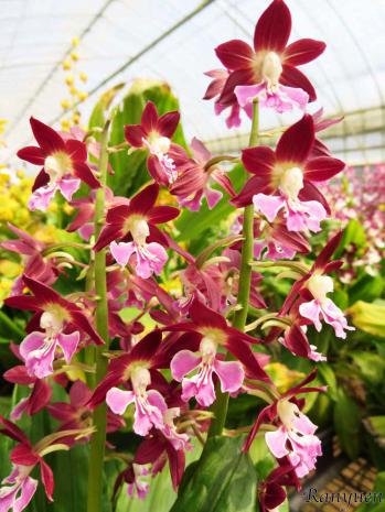 エビネ 蘭裕園 Ranyuen