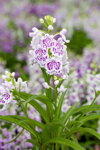 アワチドリ・夢ちどり 蘭裕園 Ranyuen