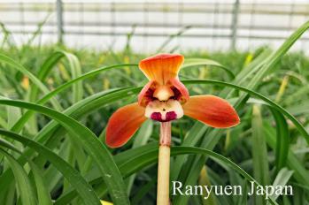 春蘭 蘭裕園 Ranyuen