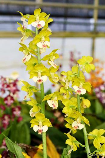 エビネ 蘭裕園 Ranyuen