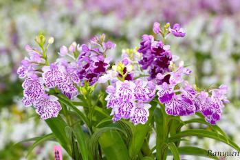 アワチドリ・夢ちどり 蘭裕園 Ranyuen