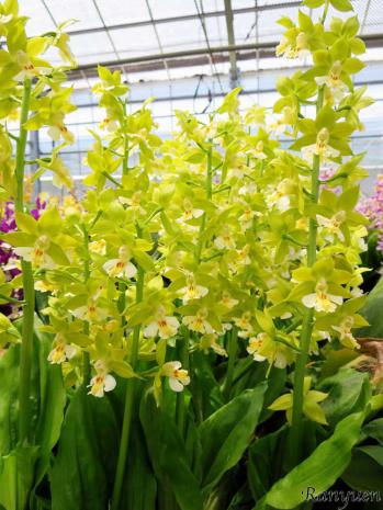 エビネ 蘭裕園 Ranyuen