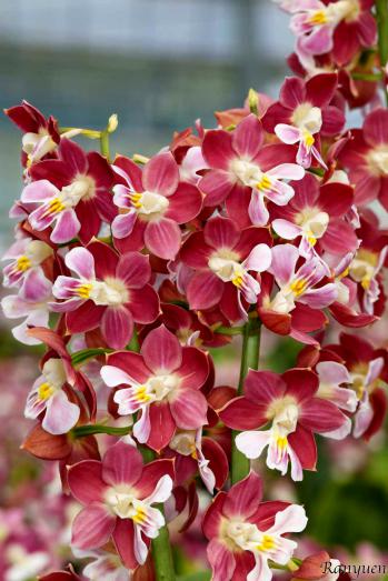 エビネ 蘭裕園 Ranyuen