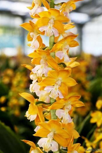 エビネ 蘭裕園 Ranyuen