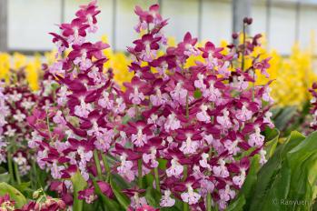 エビネ 蘭裕園 Ranyuen