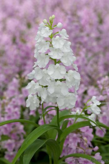 アワチドリ・夢ちどり 蘭裕園 Ranyuen