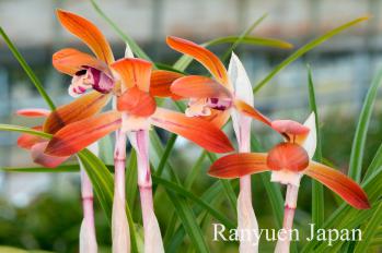 春蘭 蘭裕園 Ranyuen