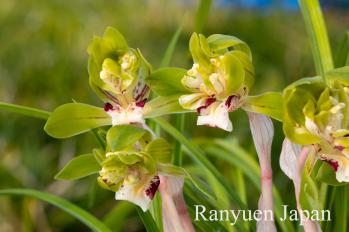 春蘭 蘭裕園 Ranyuen