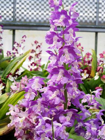 エビネ 蘭裕園 Ranyuen