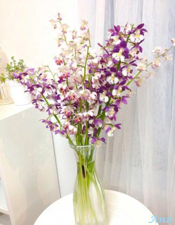 蘭裕園スタイル 蘭裕園 Ranyuen