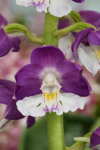 エビネ 蘭裕園 Ranyuen