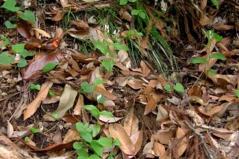 ギンラン 蘭裕園 Ranyuen