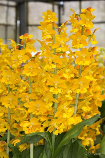 エビネ 蘭裕園 Ranyuen