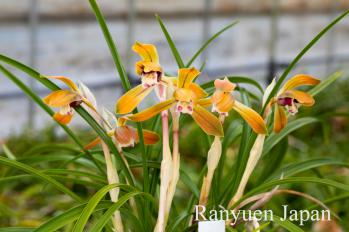 春蘭 蘭裕園 Ranyuen