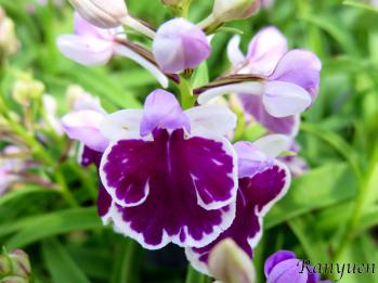 アワチドリ・夢ちどり 蘭裕園 Ranyuen