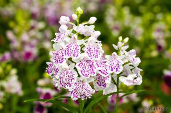 アワチドリ・夢ちどり 蘭裕園 Ranyuen